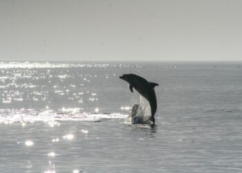 Arquétipo do golfinho: luz e sombra
