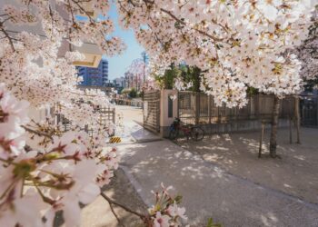 O segredo da cerejeira Japonesa e porque ela hipnotiza o mundo